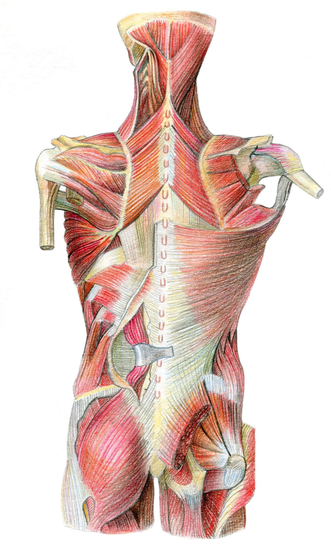 Detailed Human Anatomy Illustration