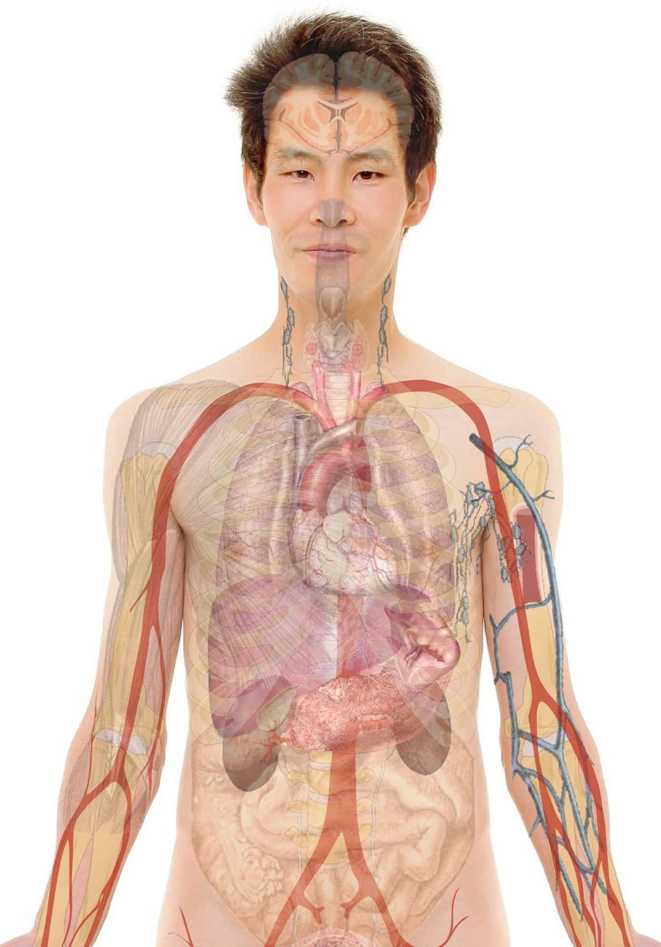 A Man's Body With A Blood Vessel And Organs