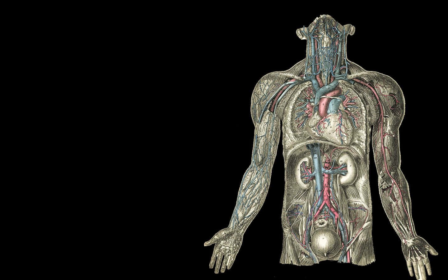 Human Body Anatomy Illustration