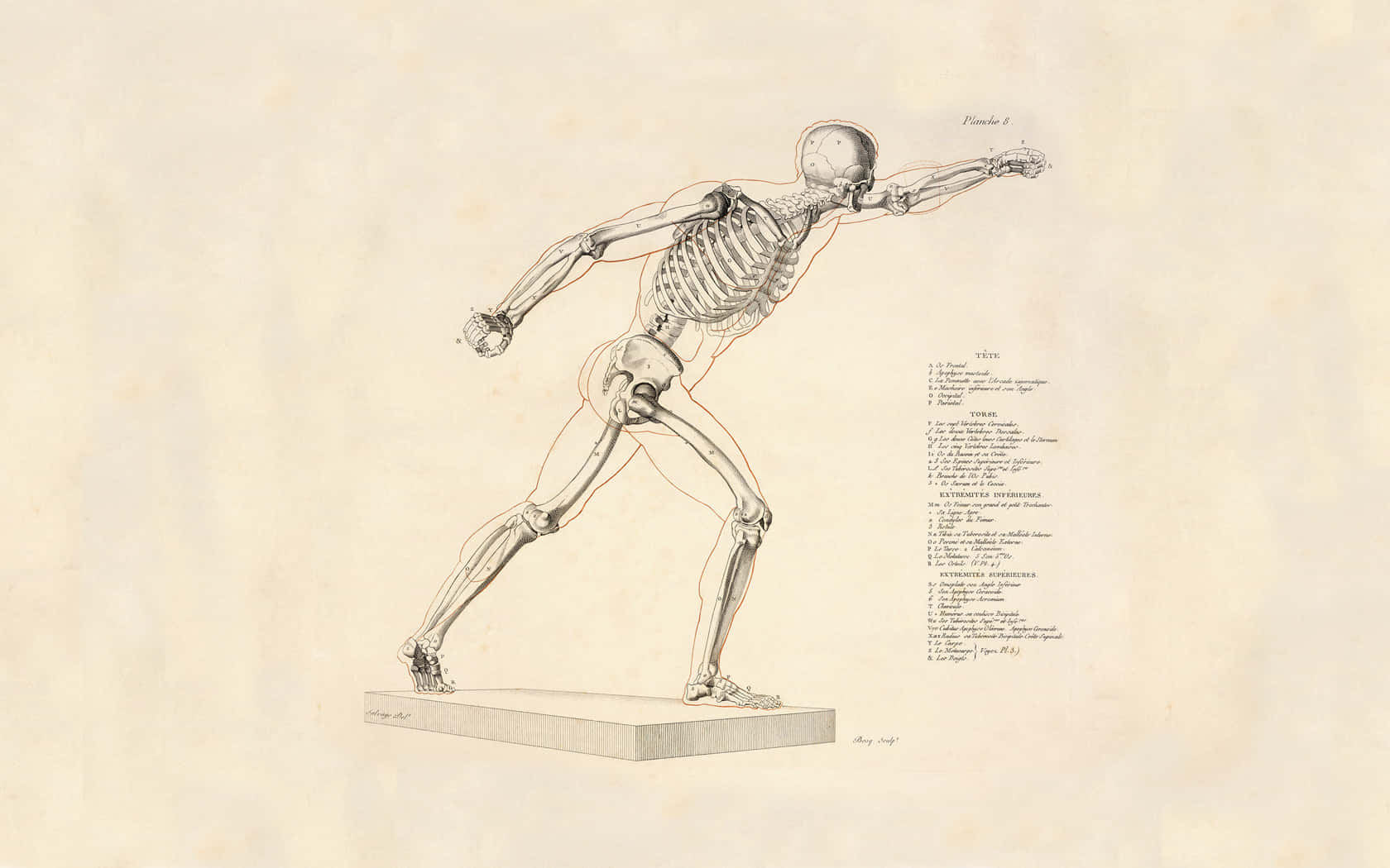 A Skeleton With A Skeleton Running On A Beige Background