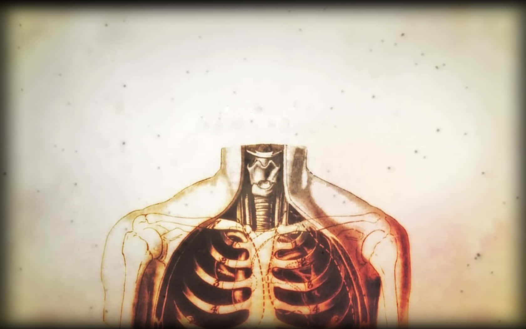A Drawing Of A Skeleton With A Rib Cage