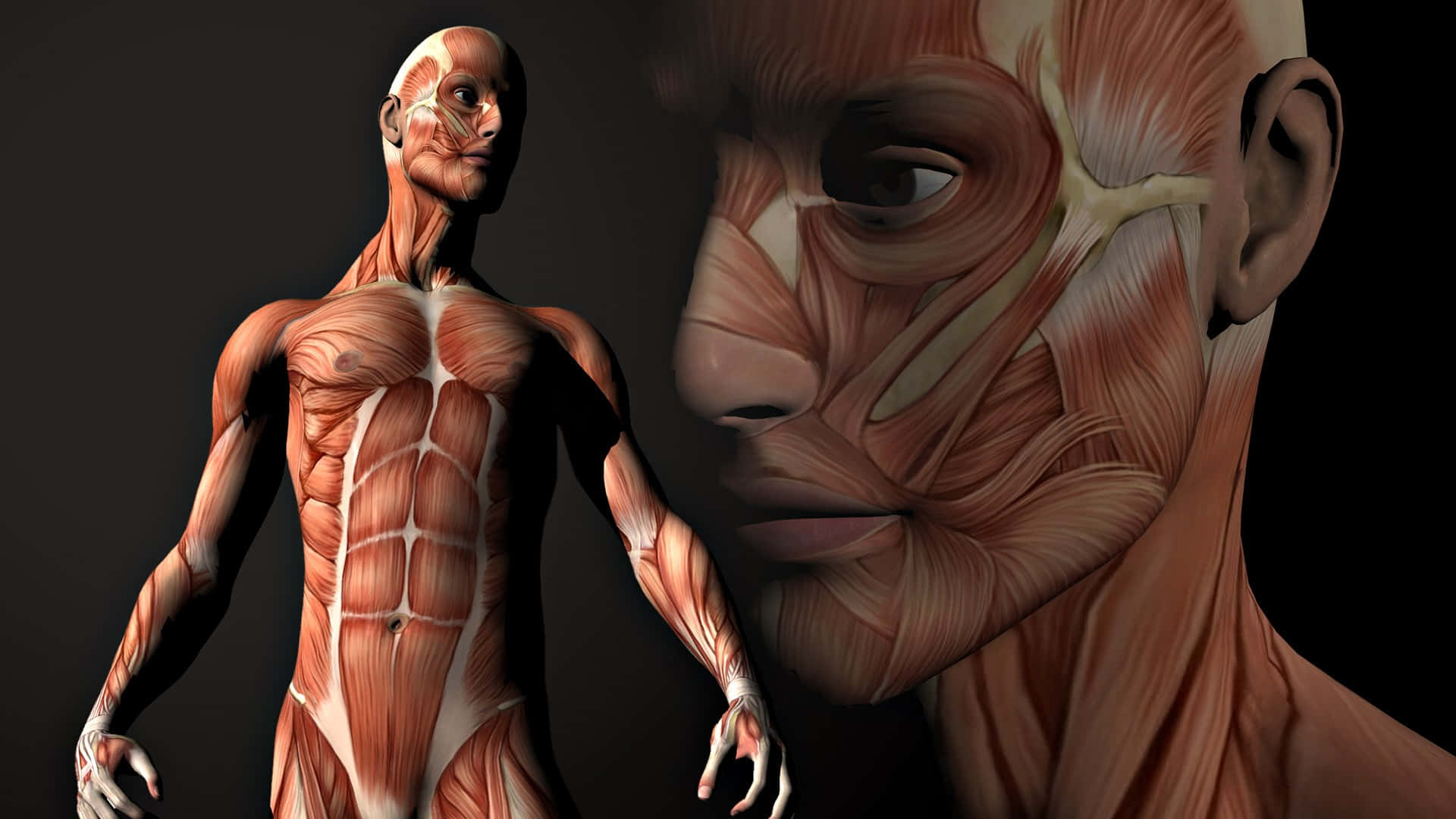 A Human Body With Muscles And A Head