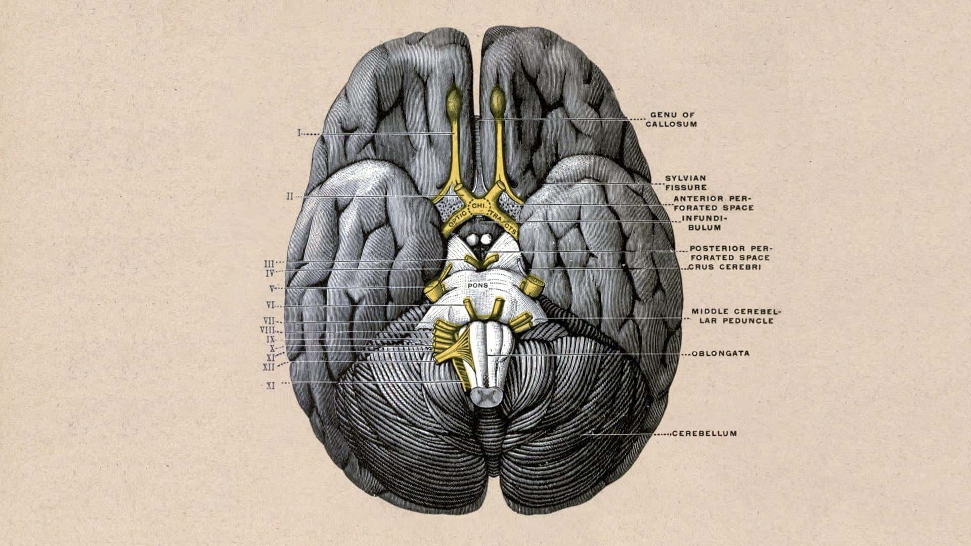 A Diagram Of The Brain With The Main Parts Labeled