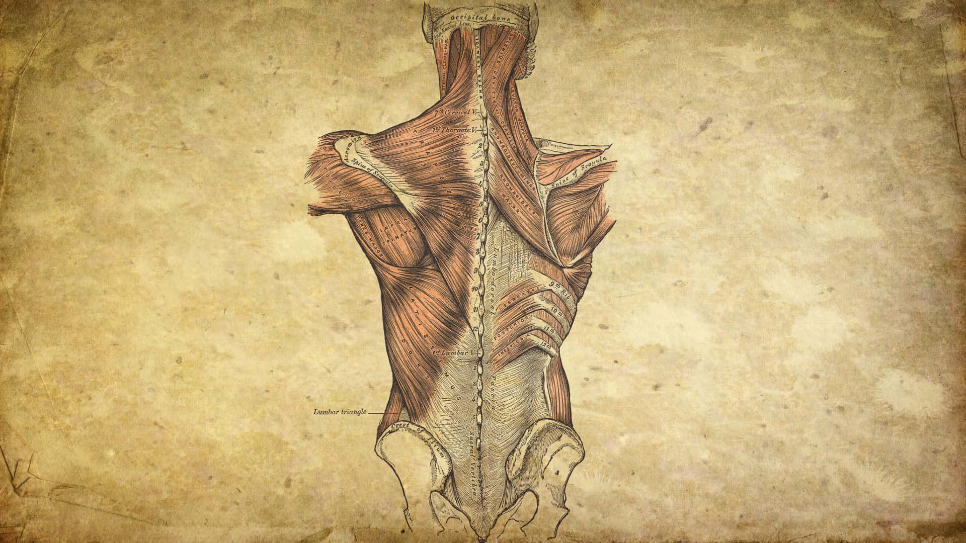 Imagemde Anatomia 1920 X 1080