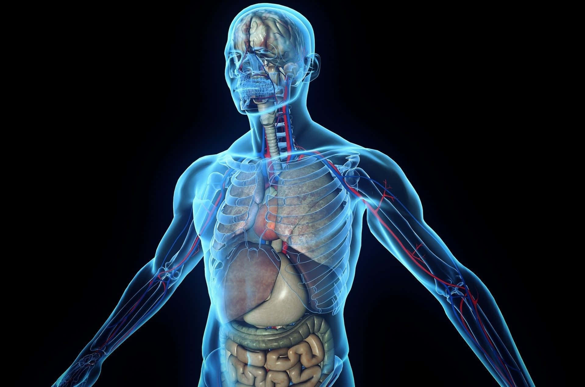 A Human Body With A Blue Background