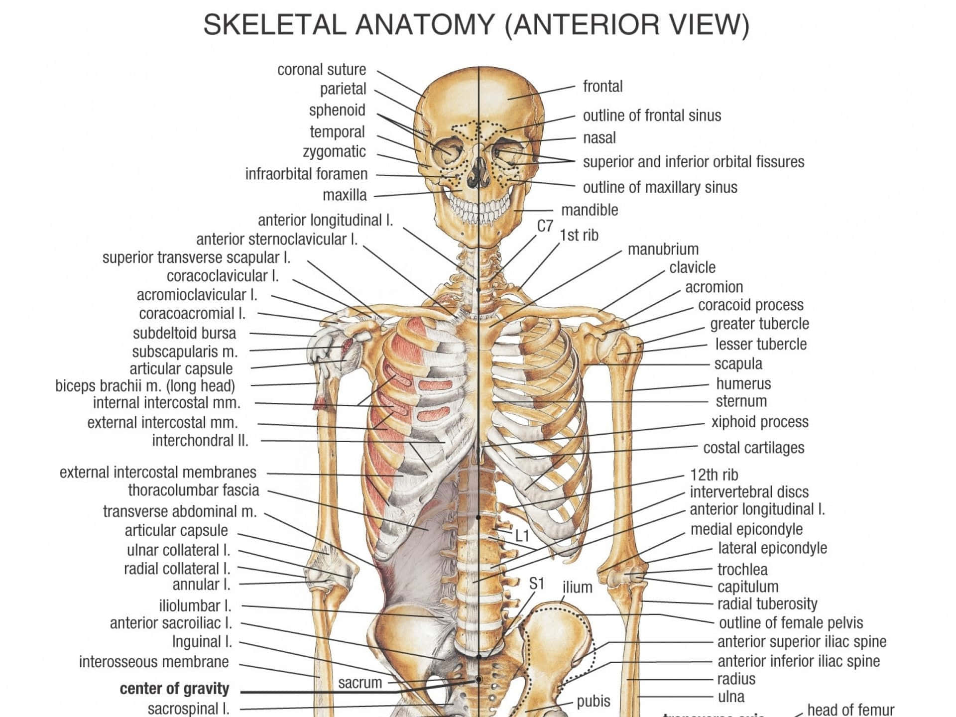 Skeleton Anatomy - Anterio View