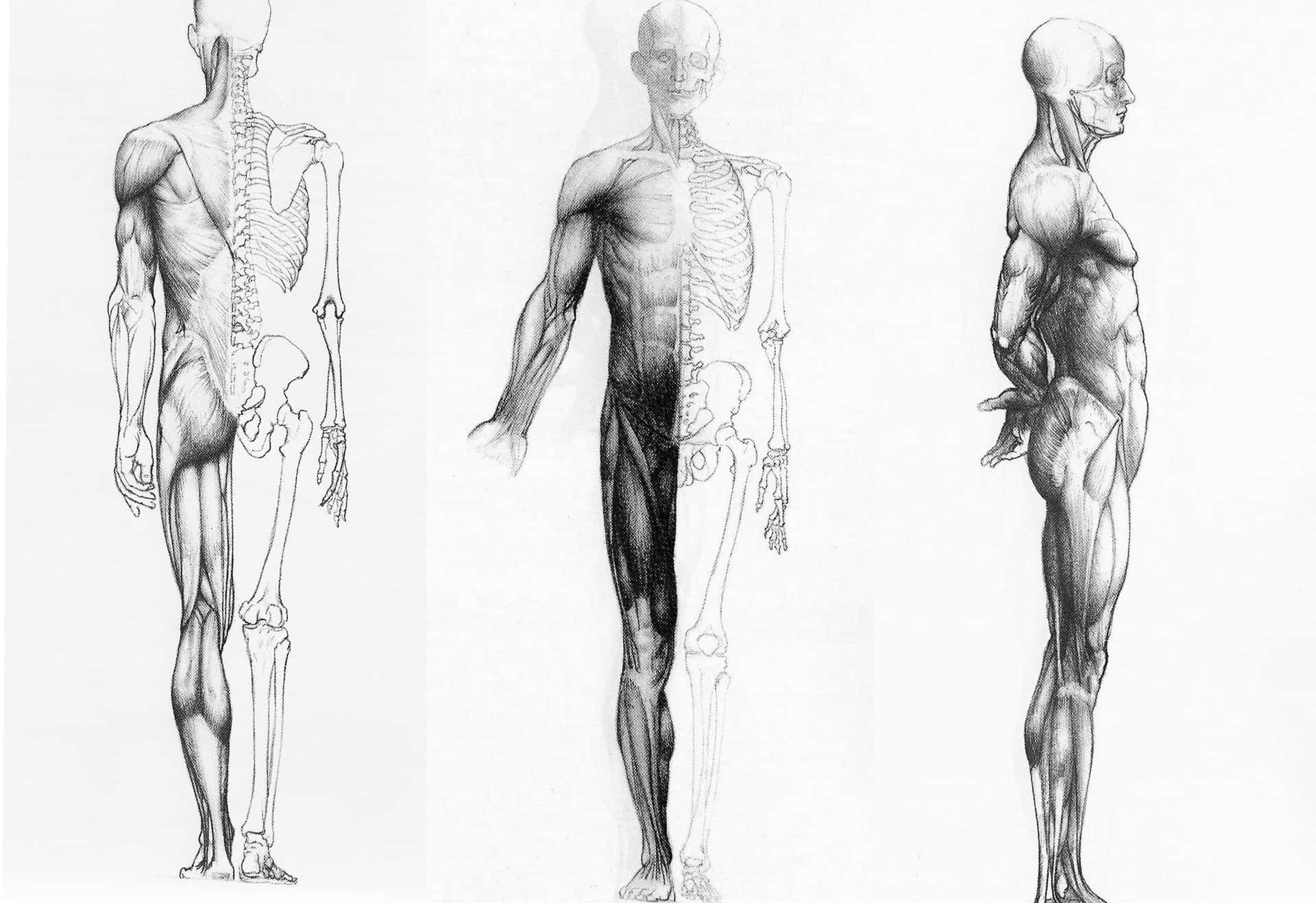 Anatomy Drawing Of A Human Body