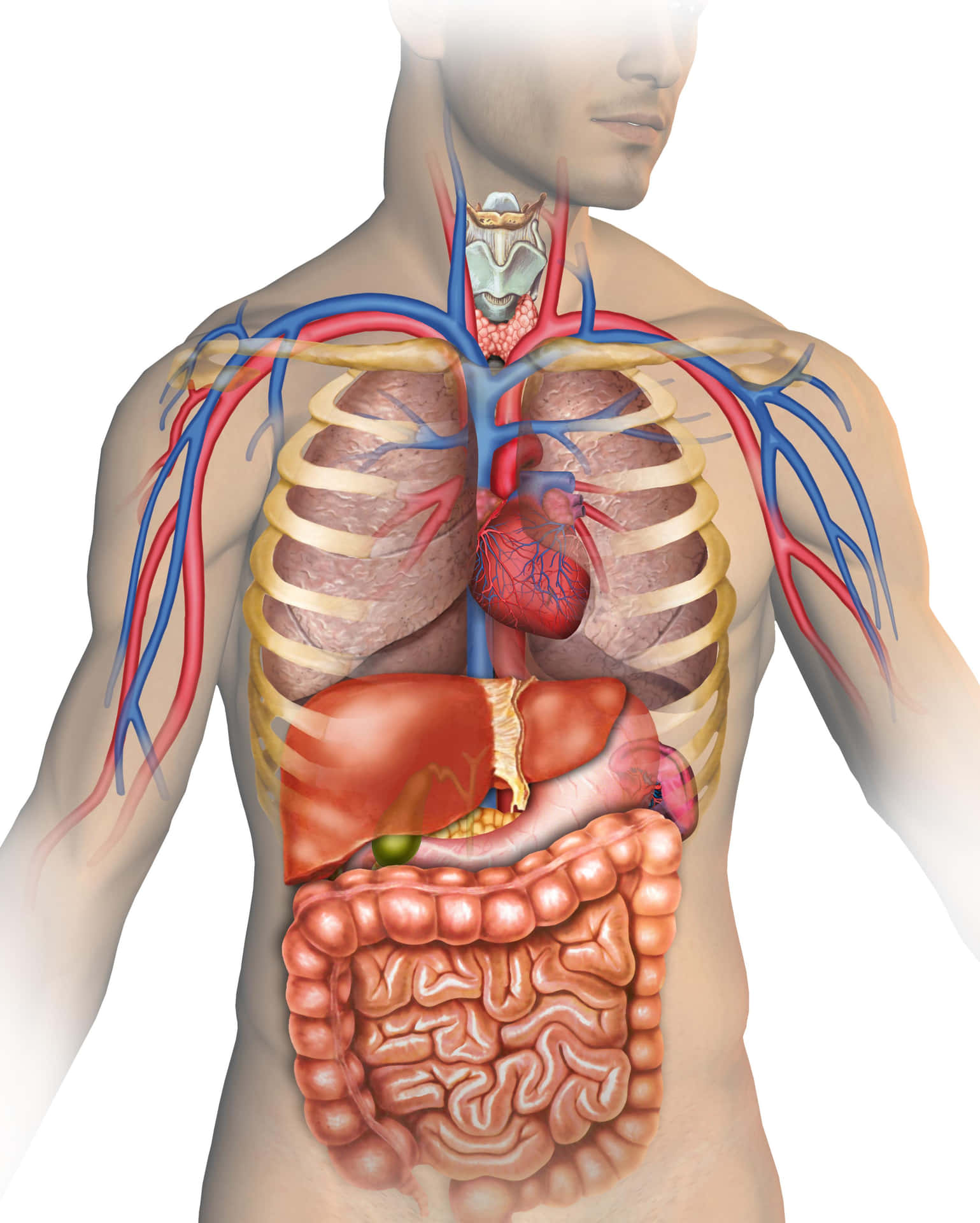 Detailed Human Anatomy Illustration