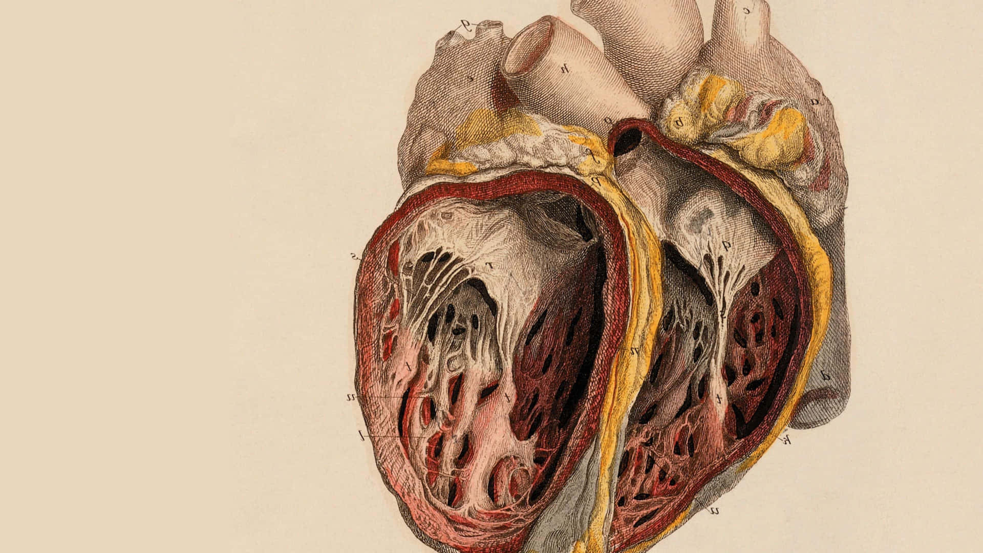 Detailed Human Anatomy Illustration