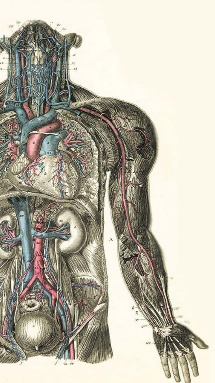 Colorful Anatomy Illustration of Human Organs