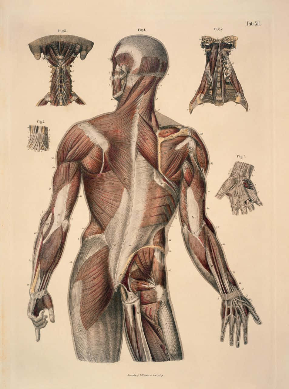 Explore the intricacy of the human body.