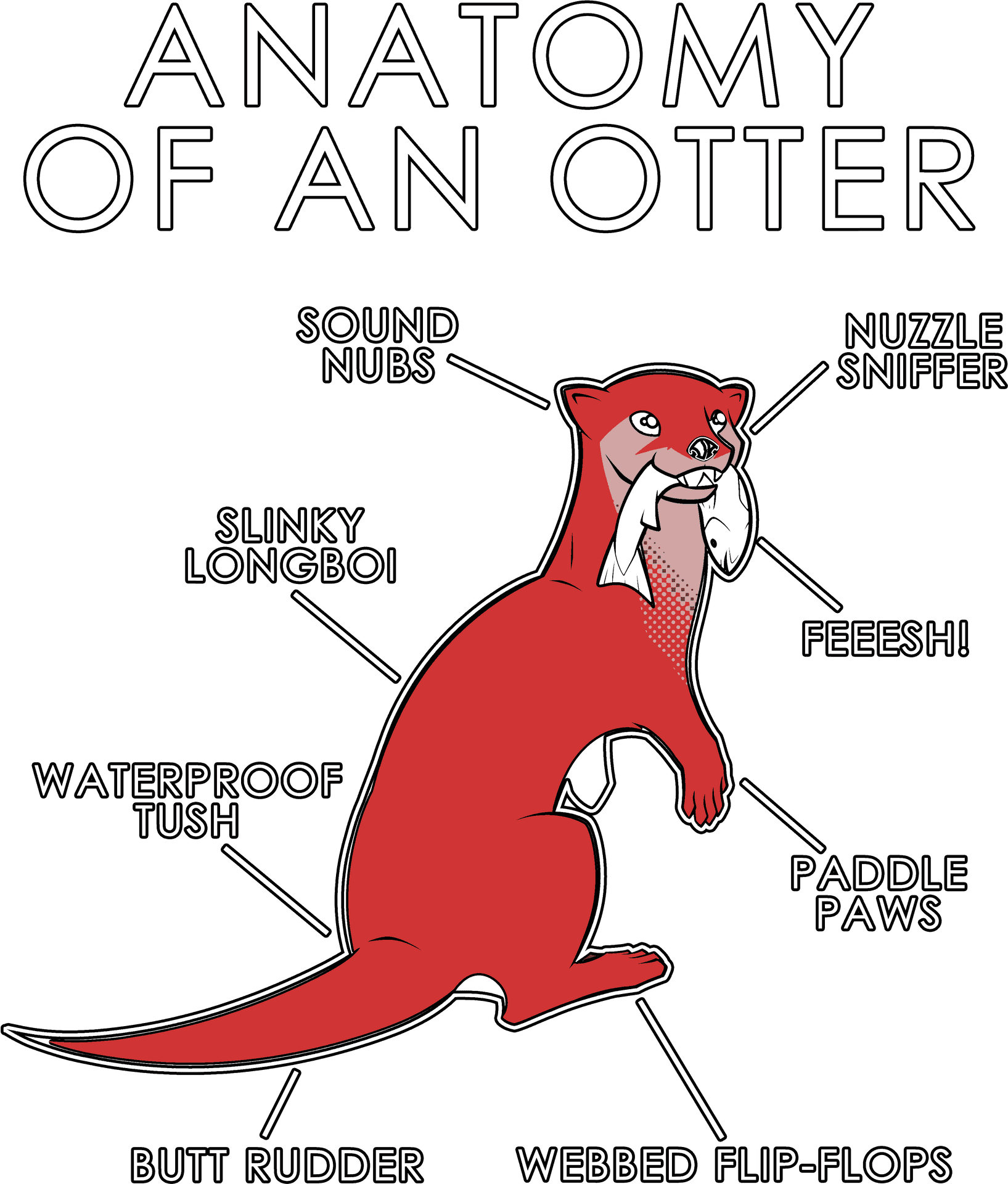Anatomyofan Otter Illustration PNG