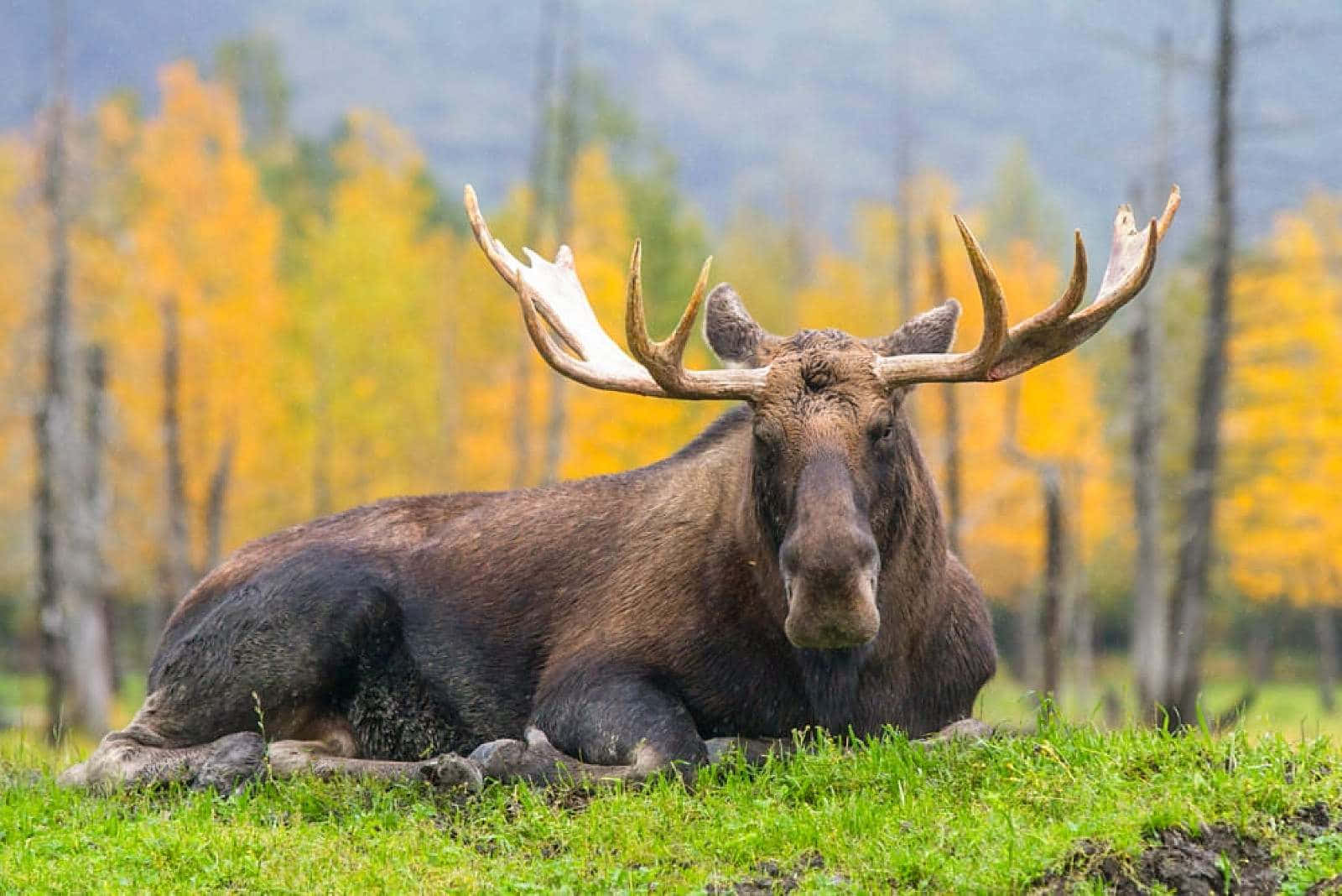 Anchorage Alaska Moose On Grass Picture