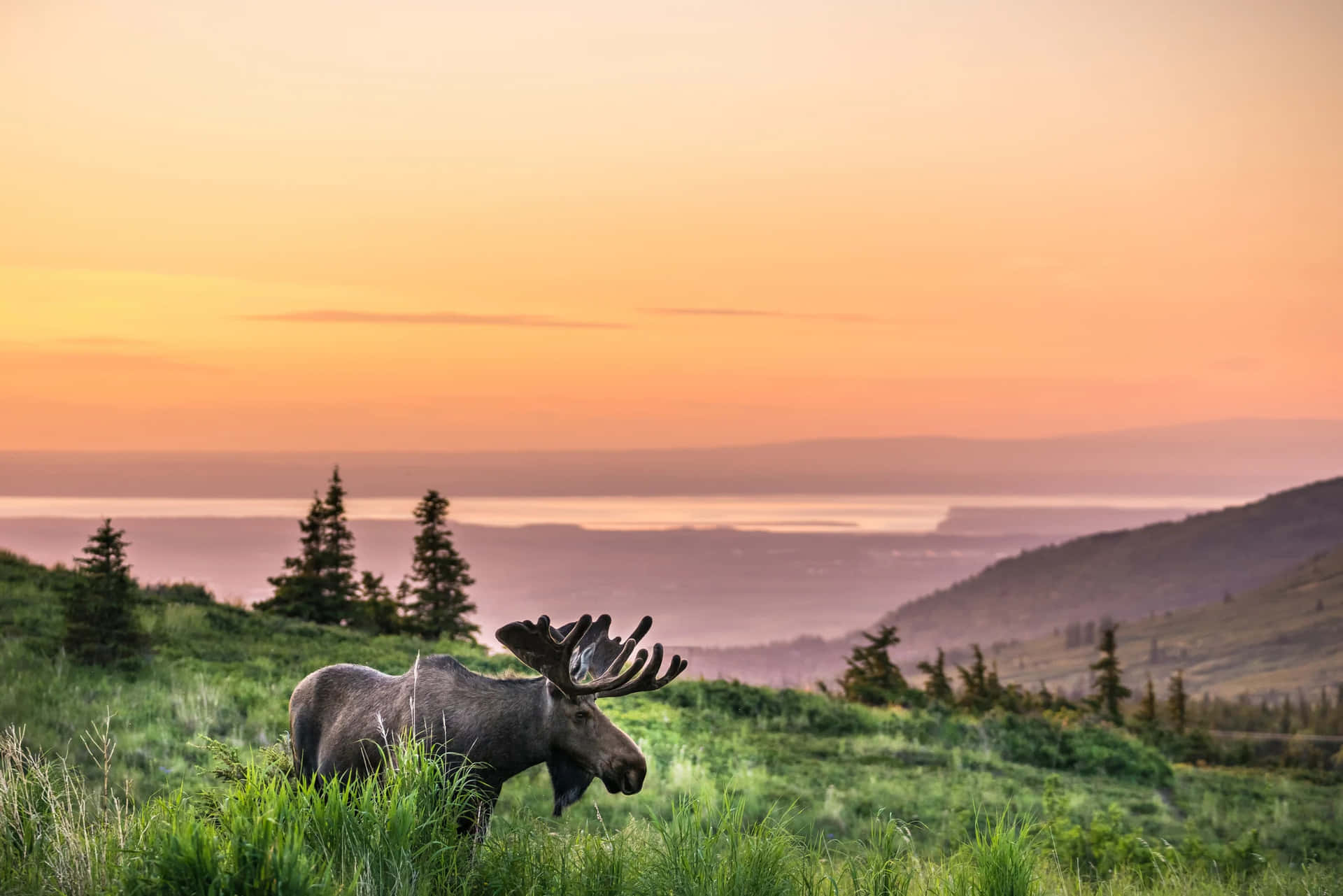 Anchorage Alaska Moose In Sunset Picture
