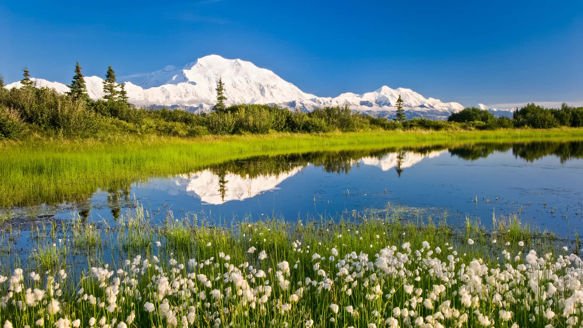 Immaginedi Anchorage, Alaska Con Montagne Innevate E Vegetazione Verde.