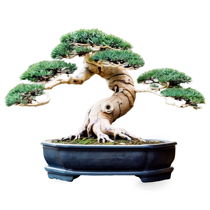 Ancient Bonsai Trees Png 05042024 PNG