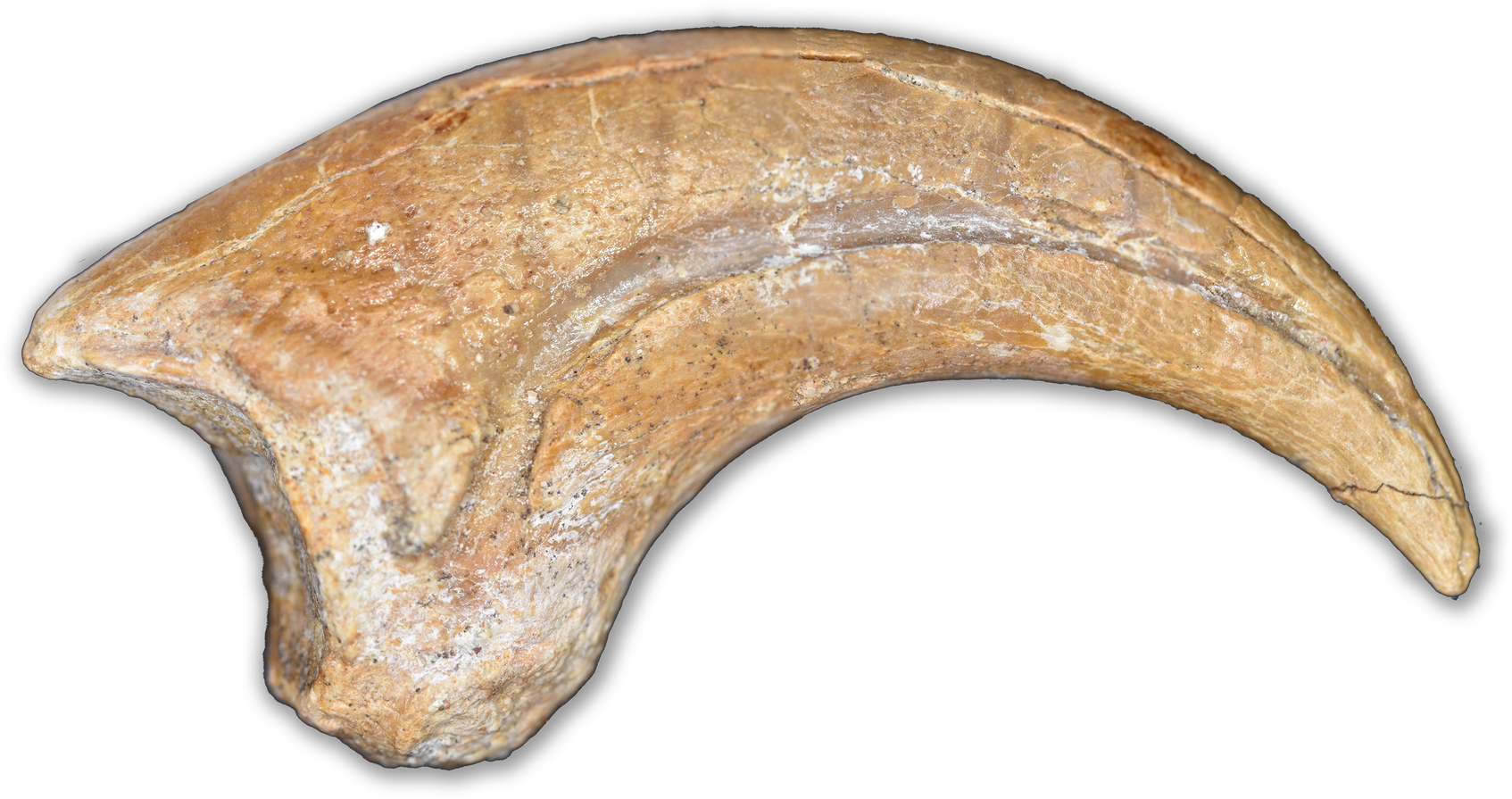 Ancient Claw Fossil PNG