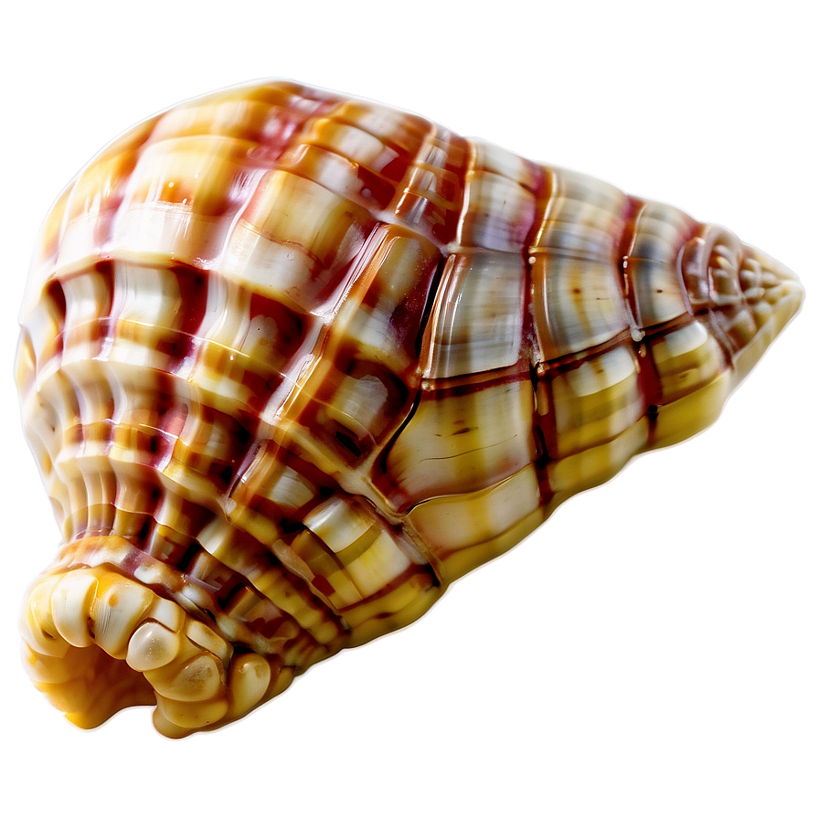 Ancient Conch Shell Png 06132024 PNG