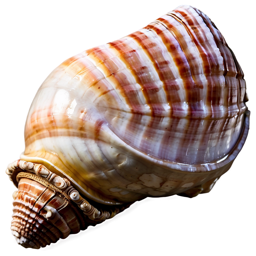 Ancient Conch Shell Png Kfg31 PNG