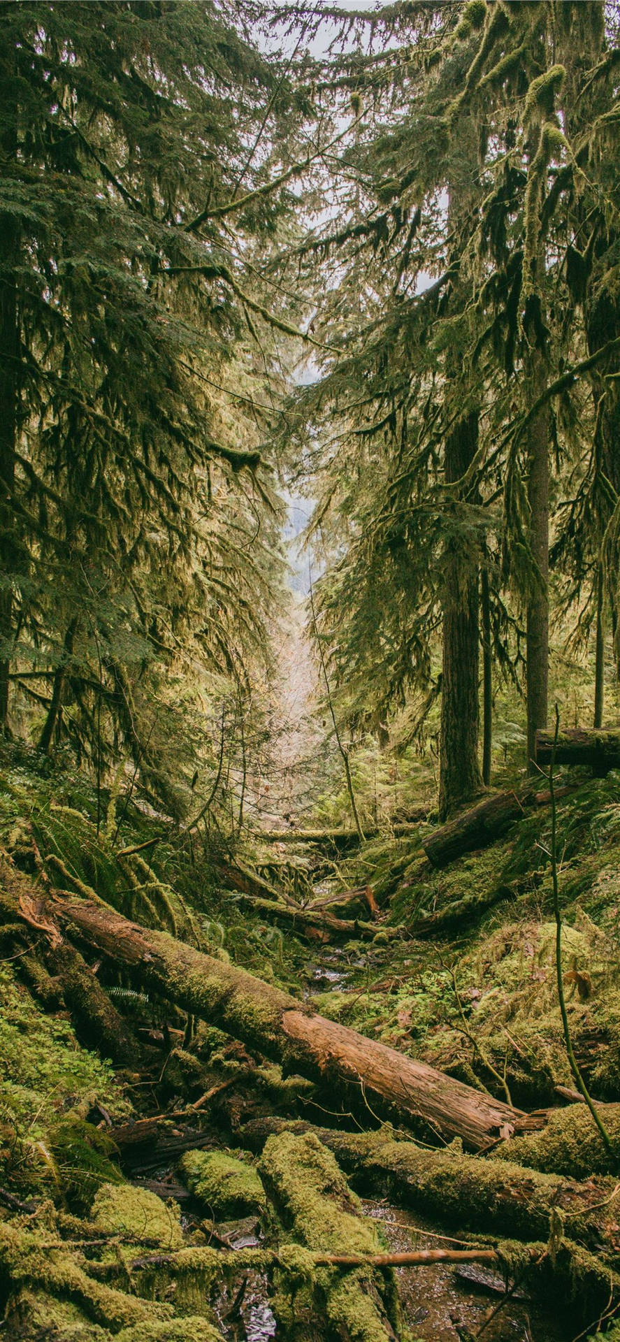 Ældgammelt Mystisk Grøn Skov iPhone Tapet Wallpaper