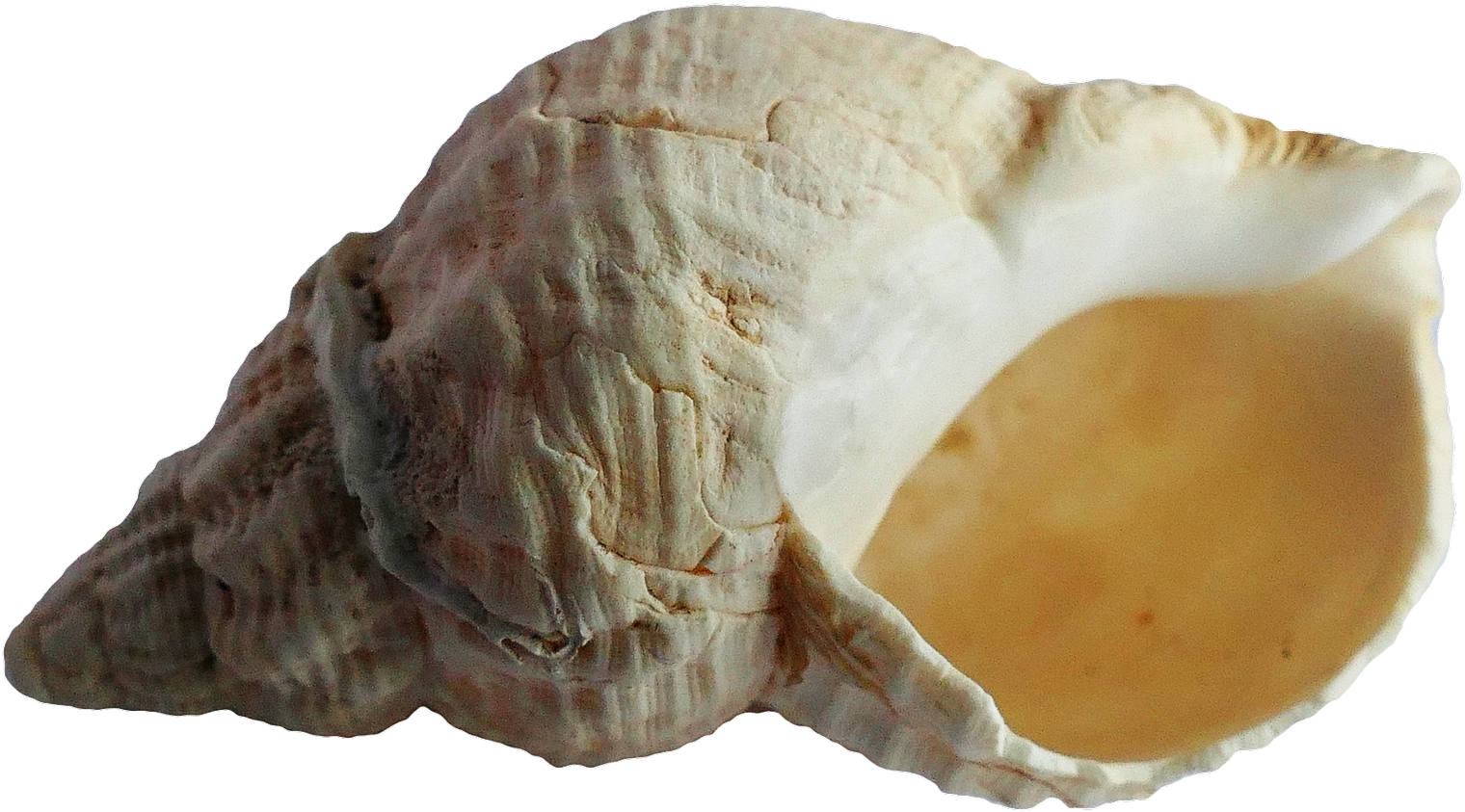 Ancient Sea Shell Fossil PNG