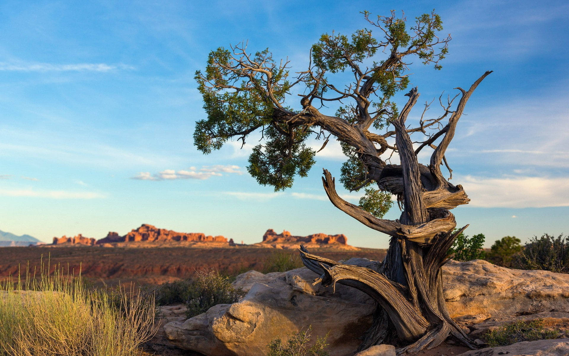 Ancient Tree At Arches National Park Wallpaper