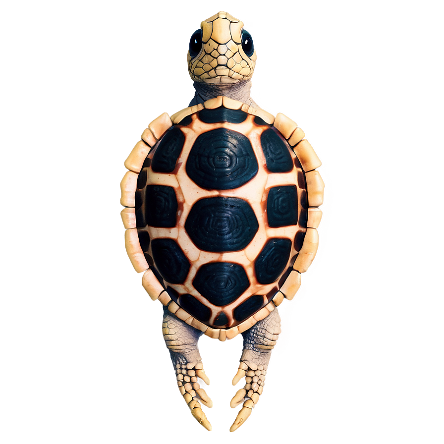 Ancient Turtle Fossil Png 63 PNG