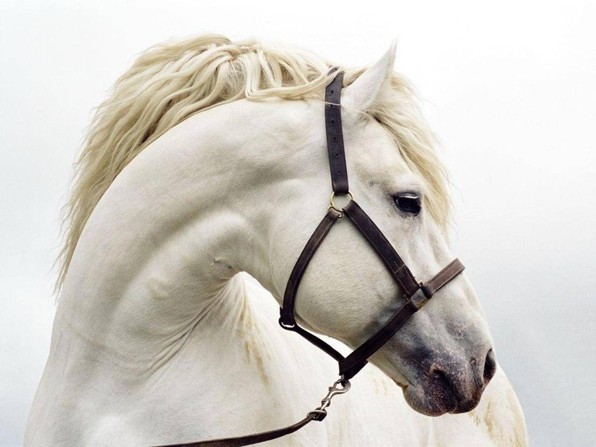 Andalusian Horse Face