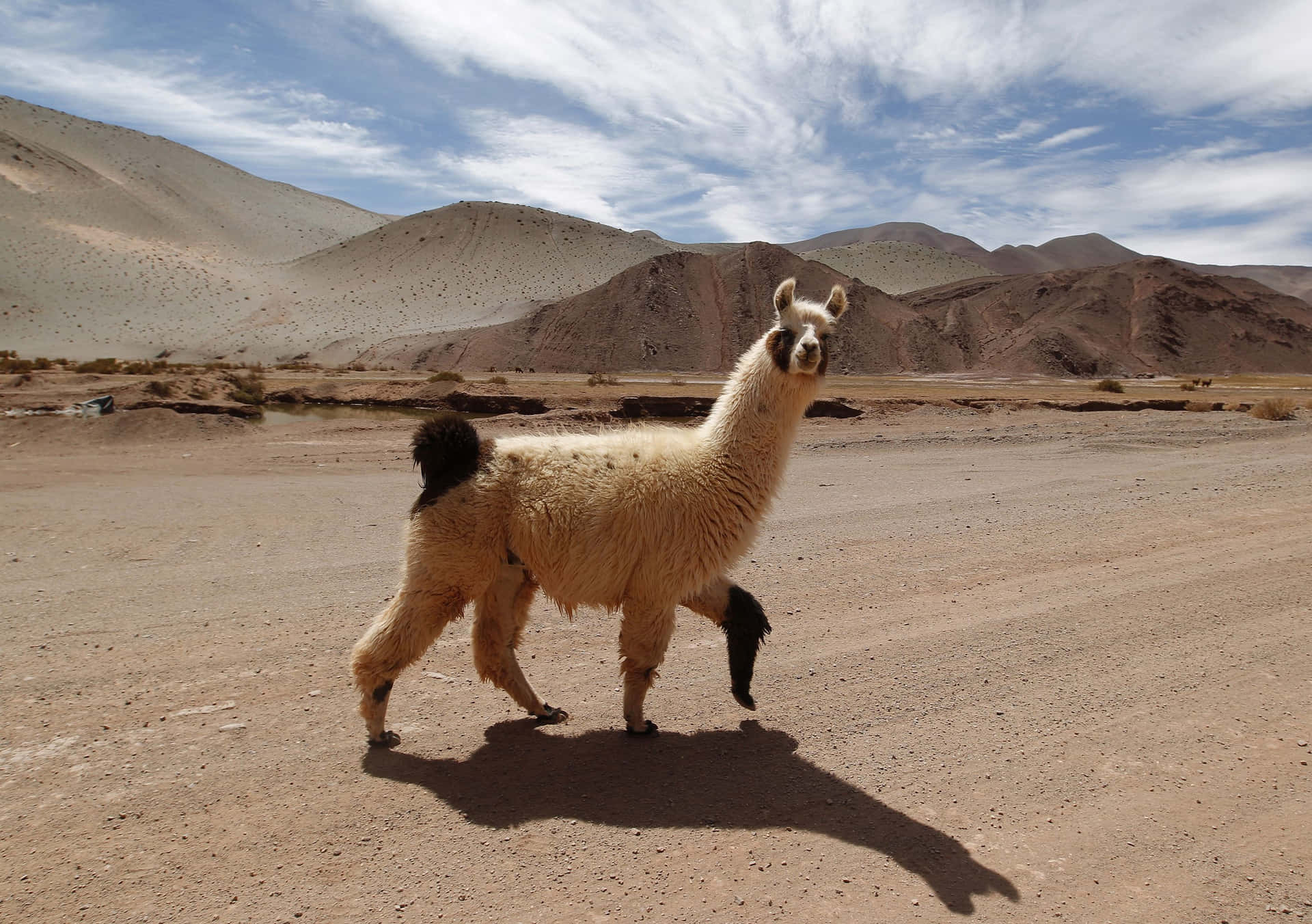 Andean_ Llama_ Standing_ Desert.jpg Wallpaper