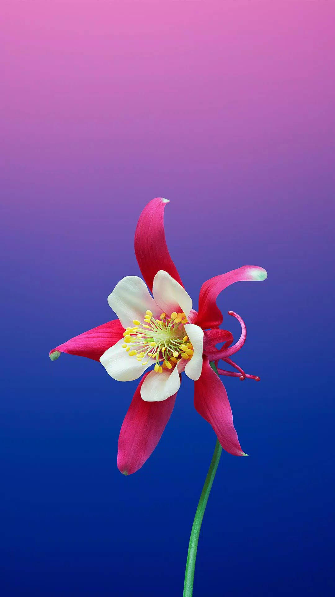Android 11 Star-like Flower Wallpaper