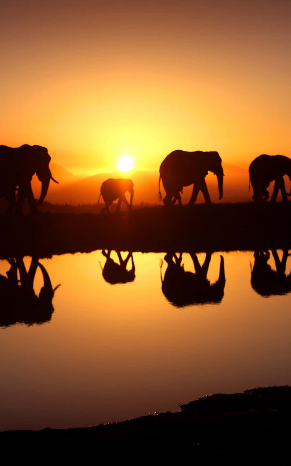 En gruppe elefanter der går i vandet ved solnedgang
