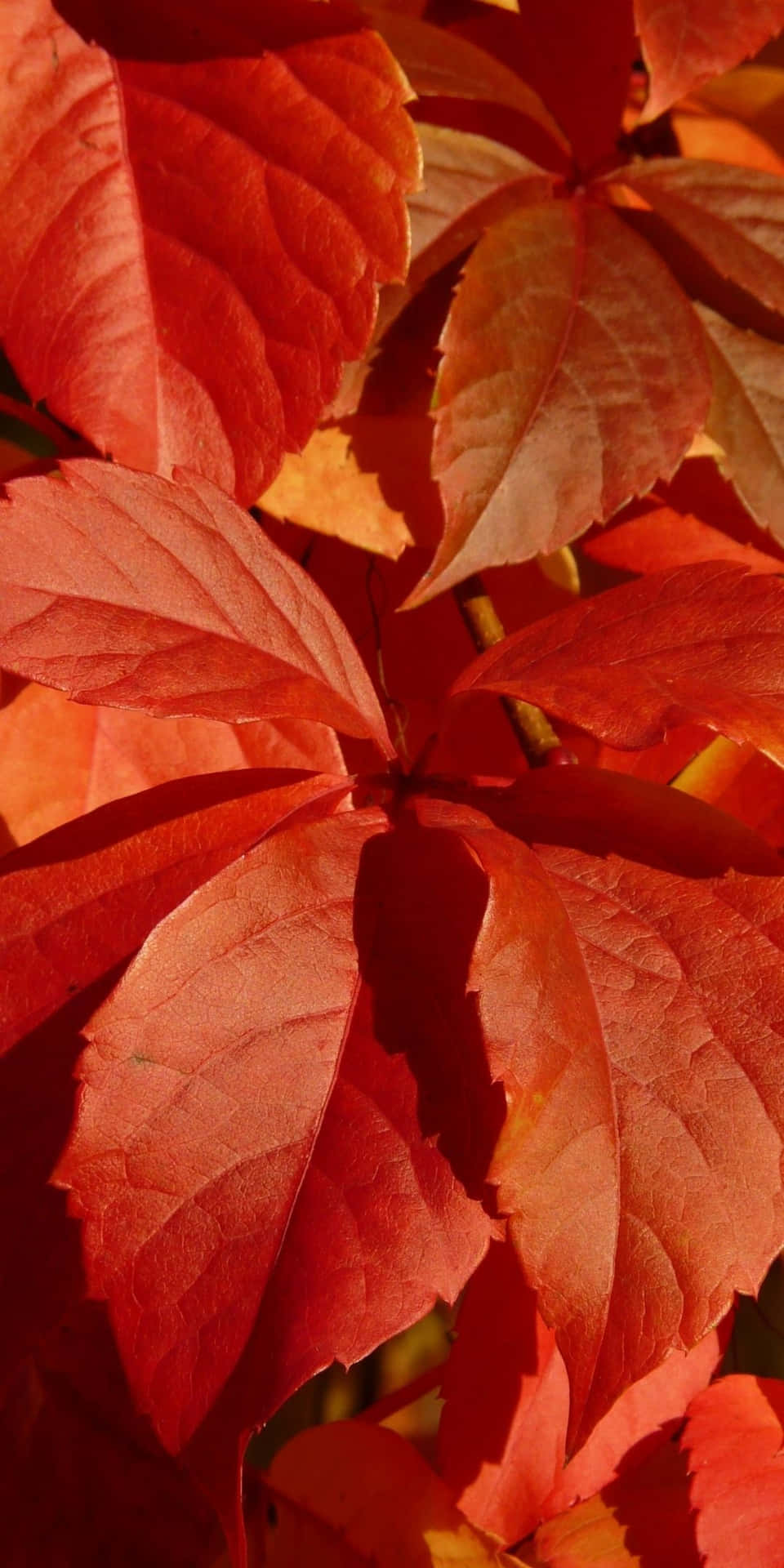 Roteblätter Für Android-hintergrund Im Herbst