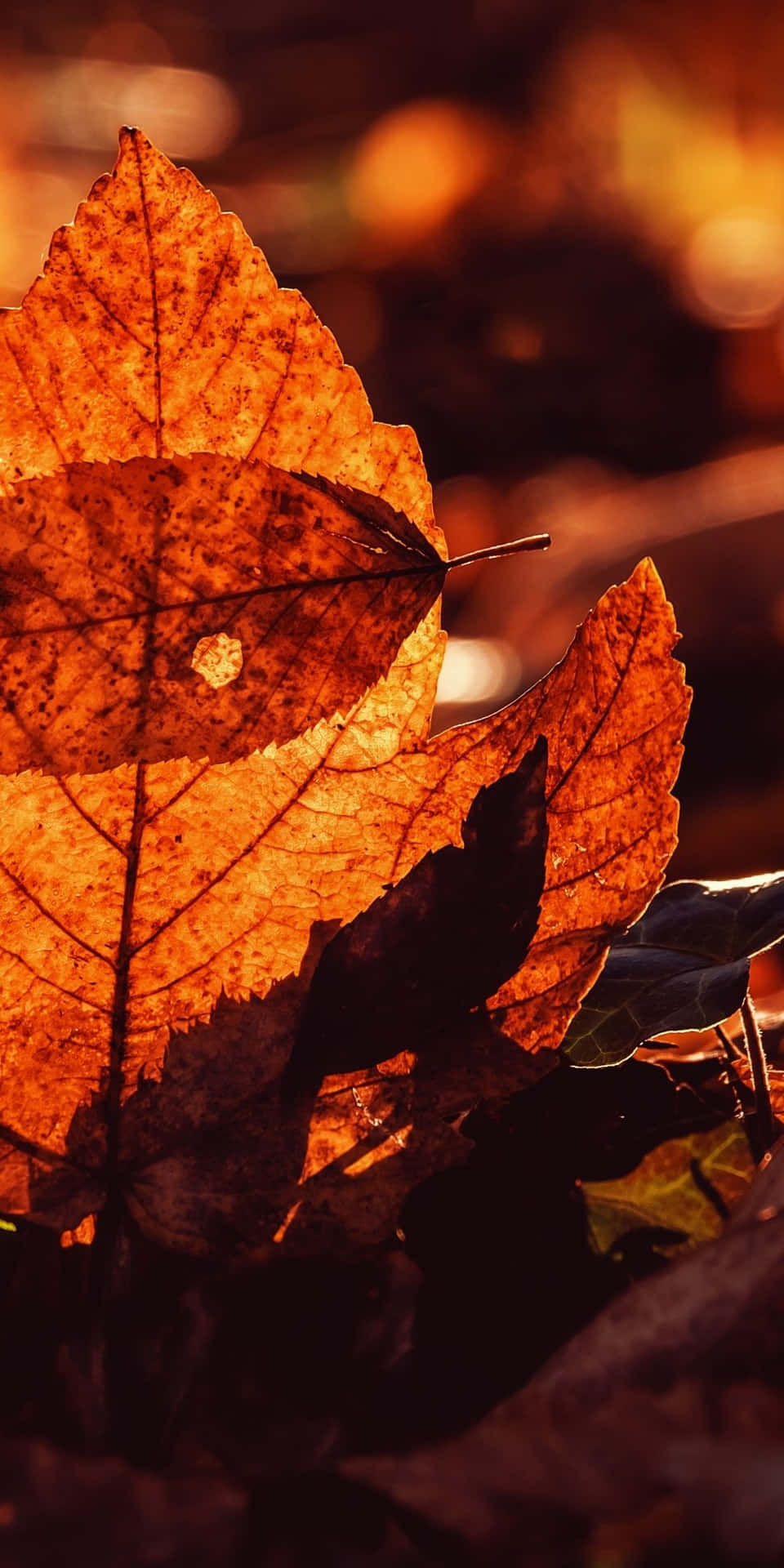 Blätterästhetischer Herbsthintergrund Für Android