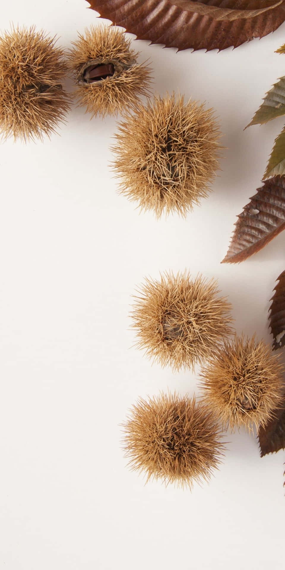 Aesthetic Android Autumn Background Of Spiky Chestnuts Background