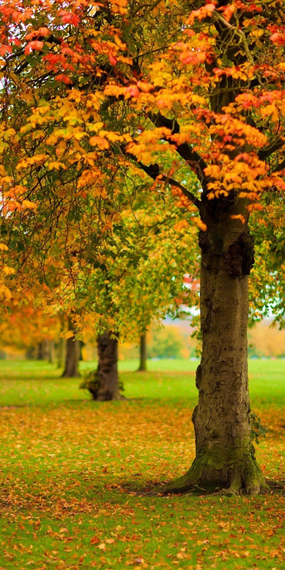 Trees In The Park For Android Autumn Background