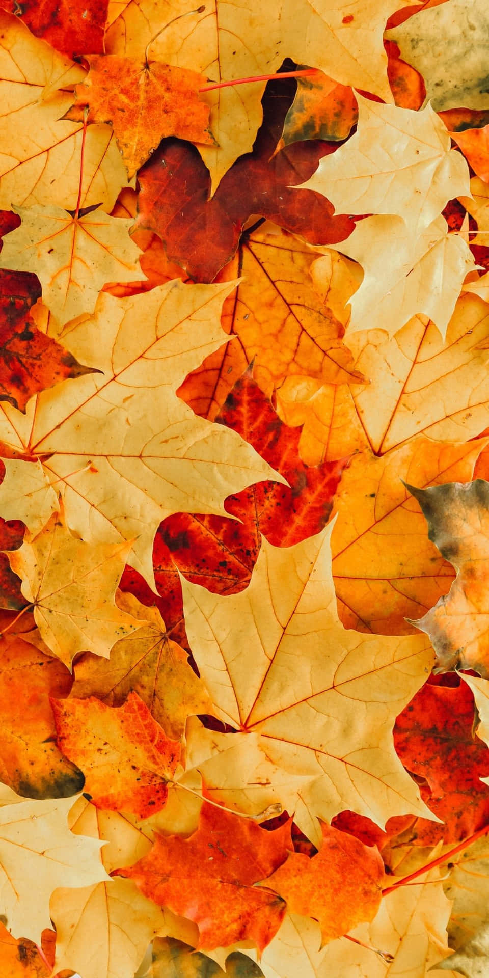Androidhintergrundbild Mit Gelben Ahornblättern Im Herbst