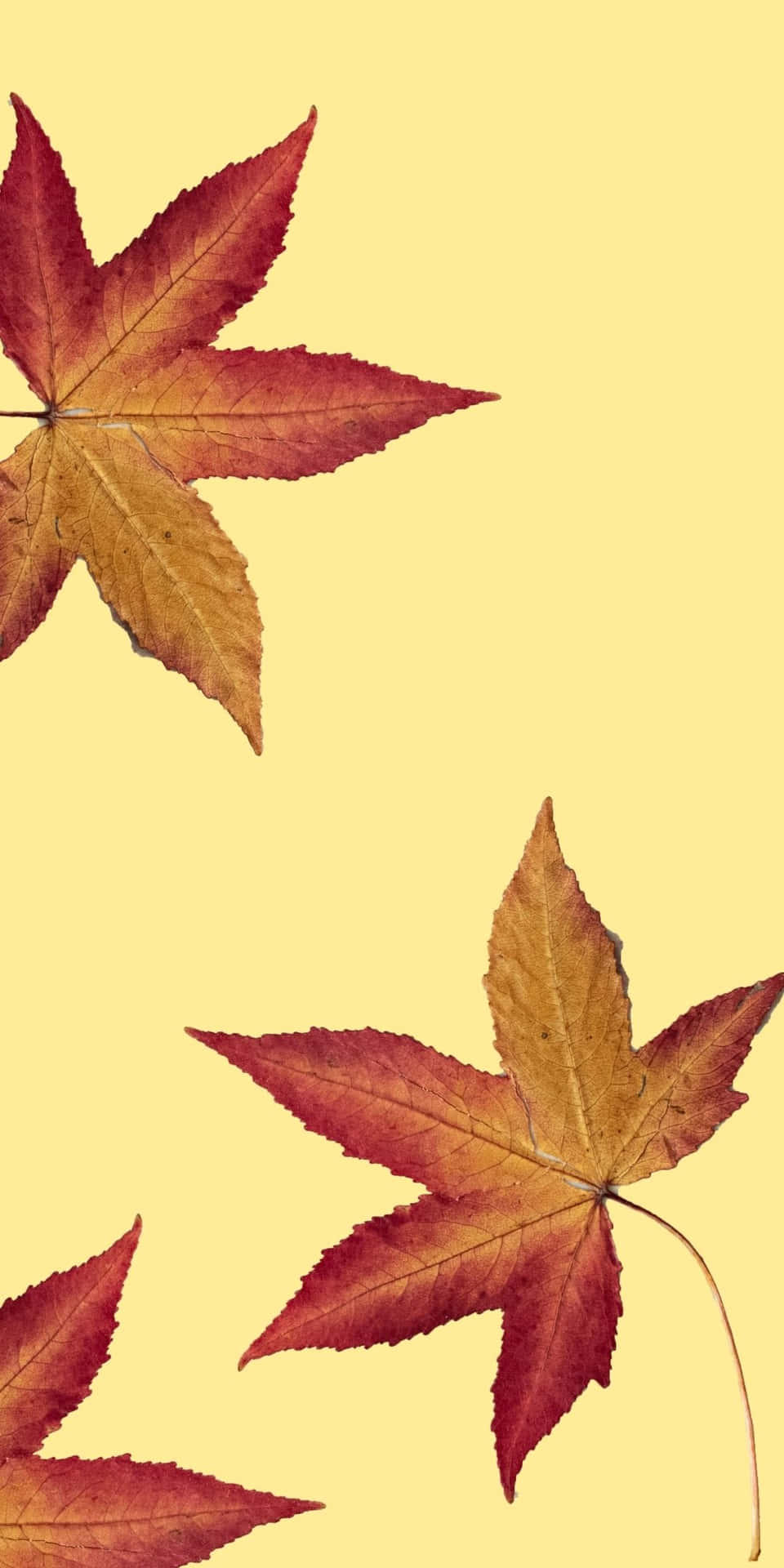 Red Maple Leaves Android Autumn Background