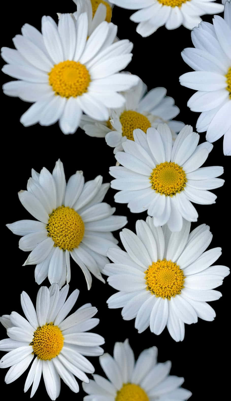 Top View Shot White Android Daisies Background