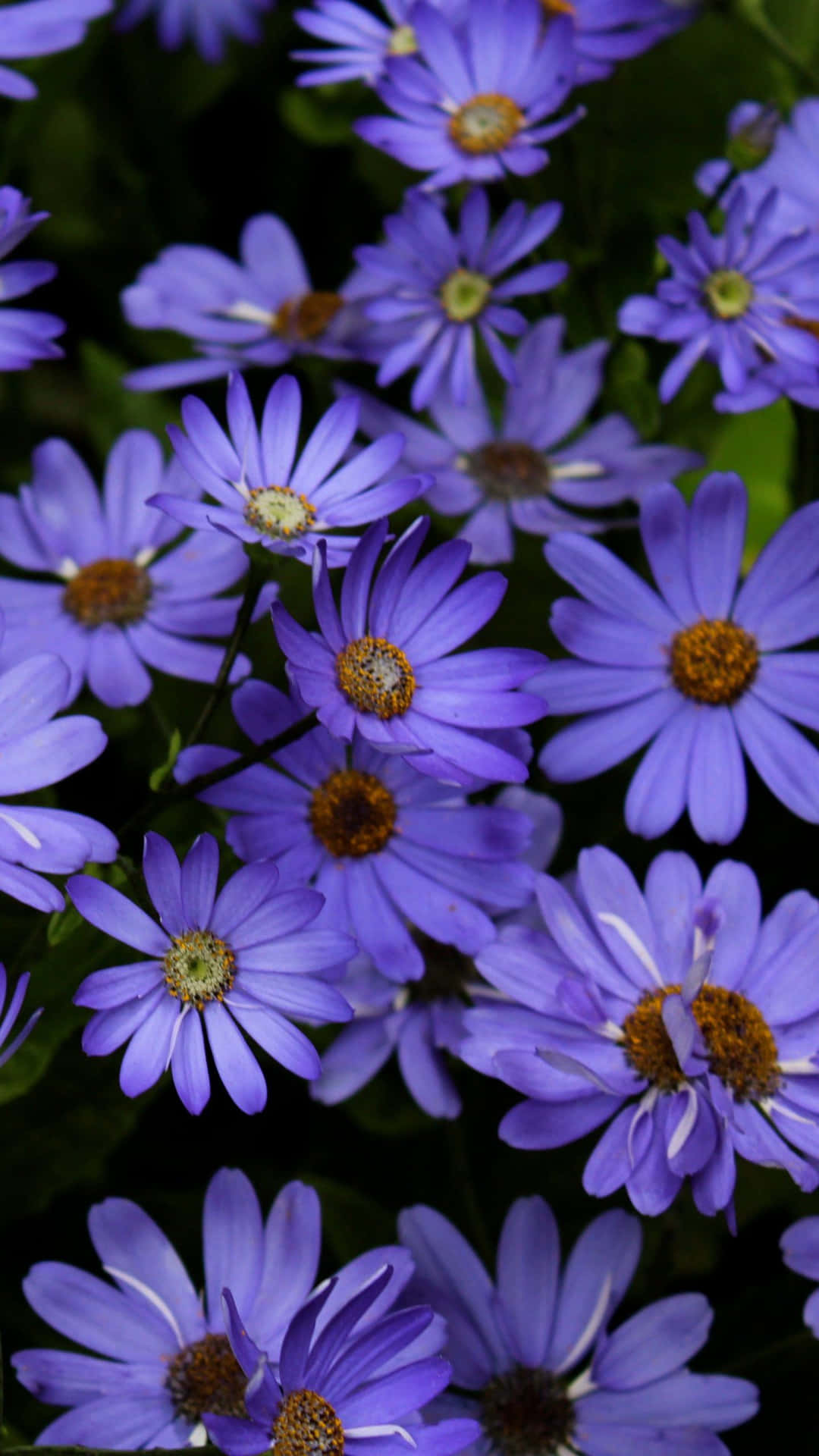 Purple Petals Android Daisies Background