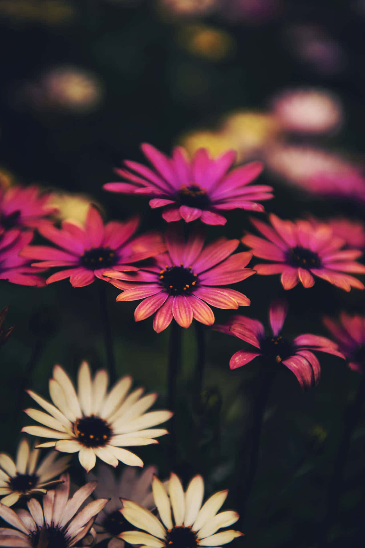Pink And Lavender Android Daisies Background
