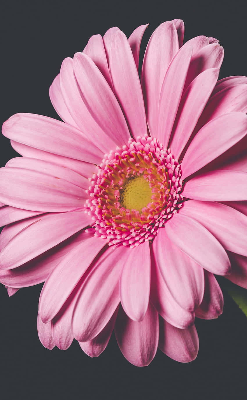 Grunge Pink Android Daisy Background