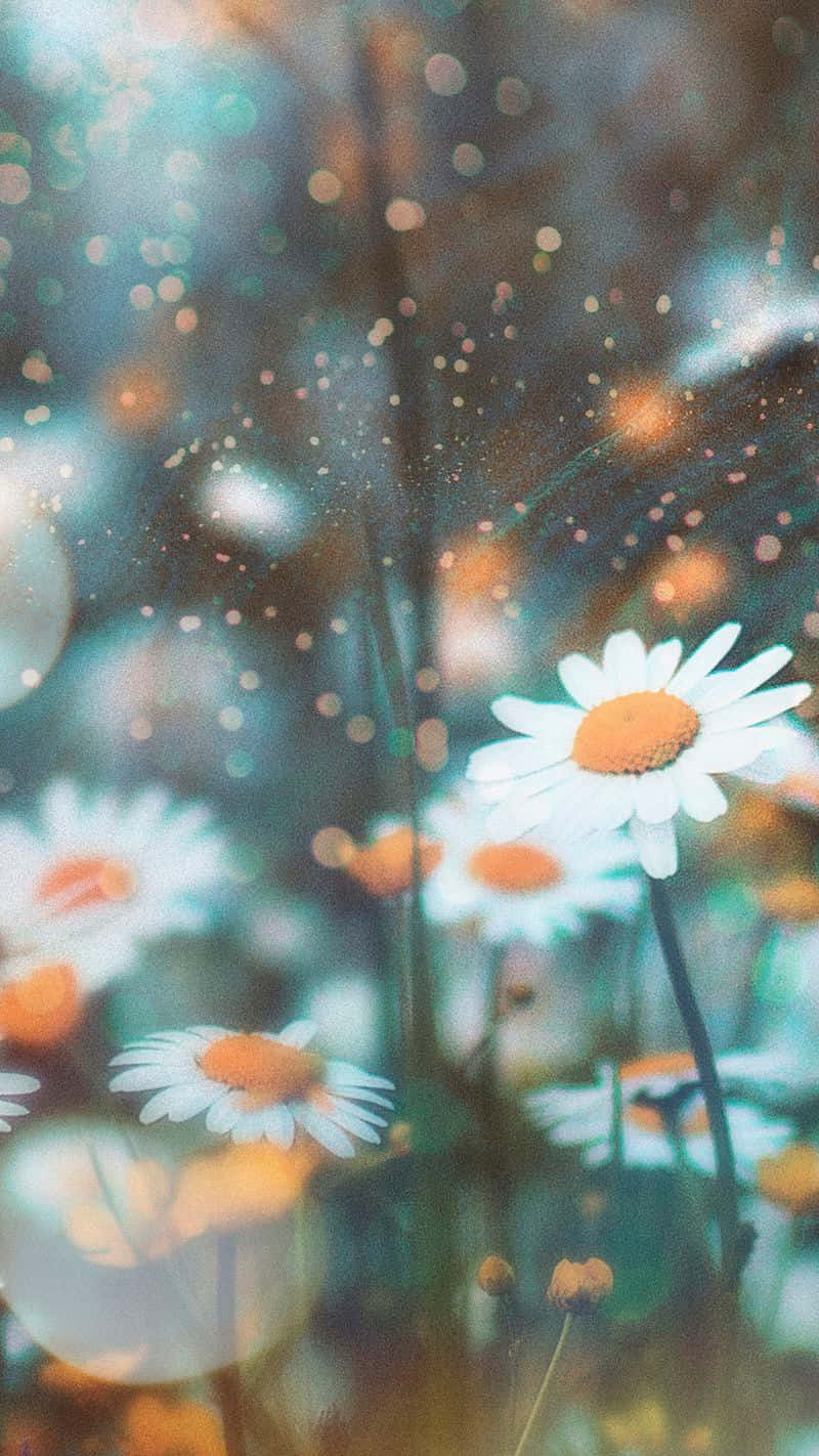 Android Daisies Background With Bokeh Filter