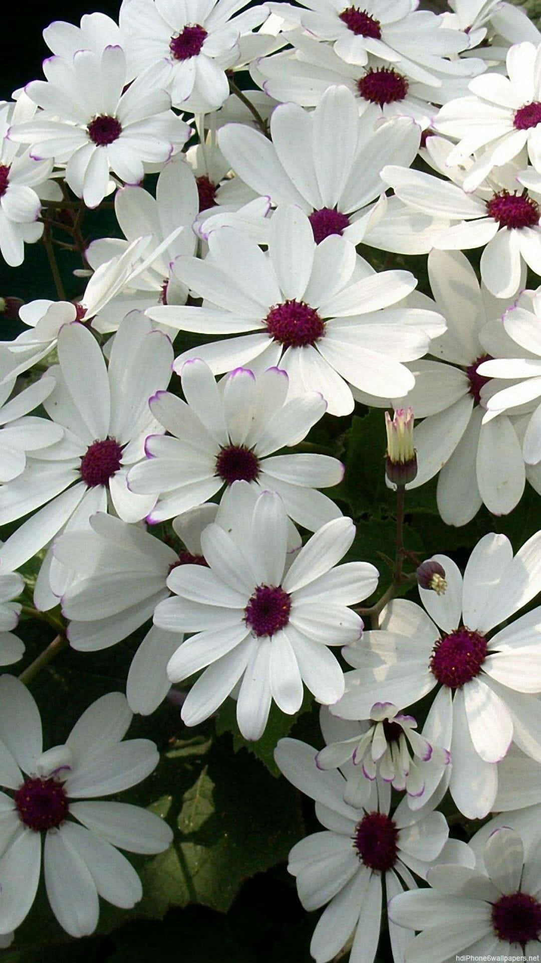 White Suntory Android Daisies Background