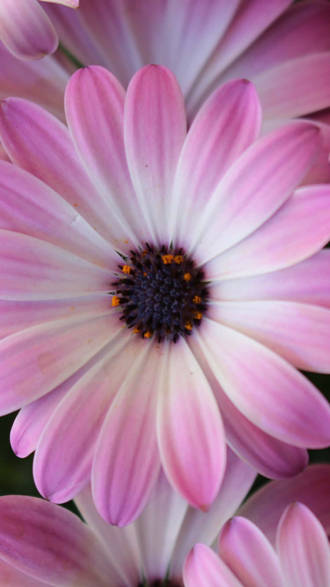 Download Android Daisies Background | Wallpapers.com
