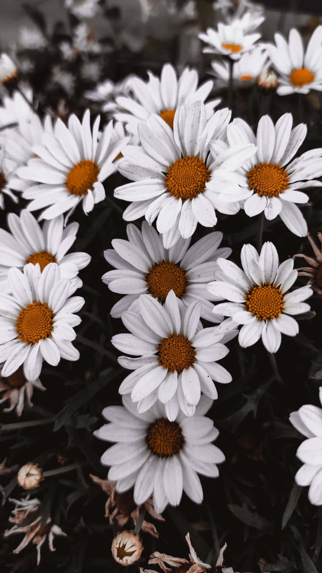Bellis Perennis Android Daisies Background