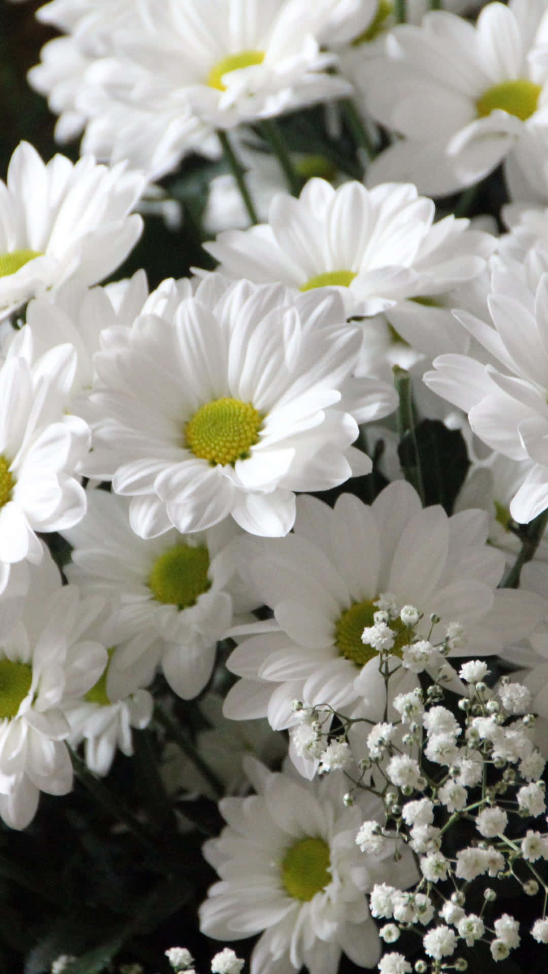 Spring White Android Daisies Background