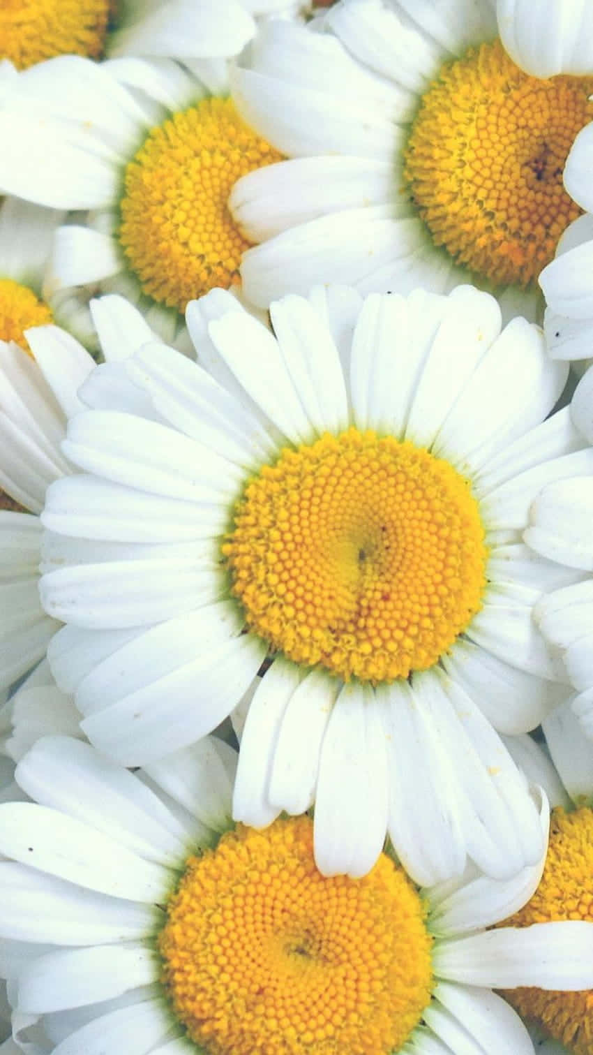 Overlapping White Android Daisies Background