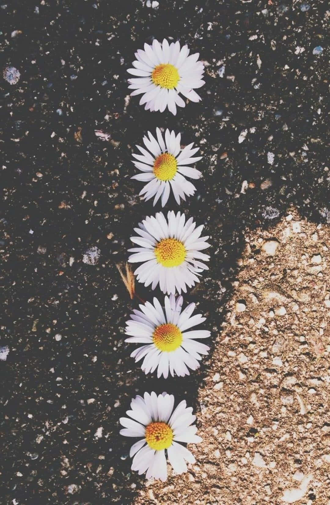 Lined Up Android Daisies Background