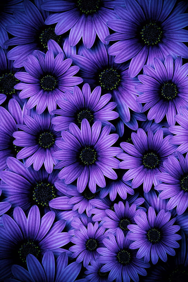 Midnight Purple Android Daisies Background