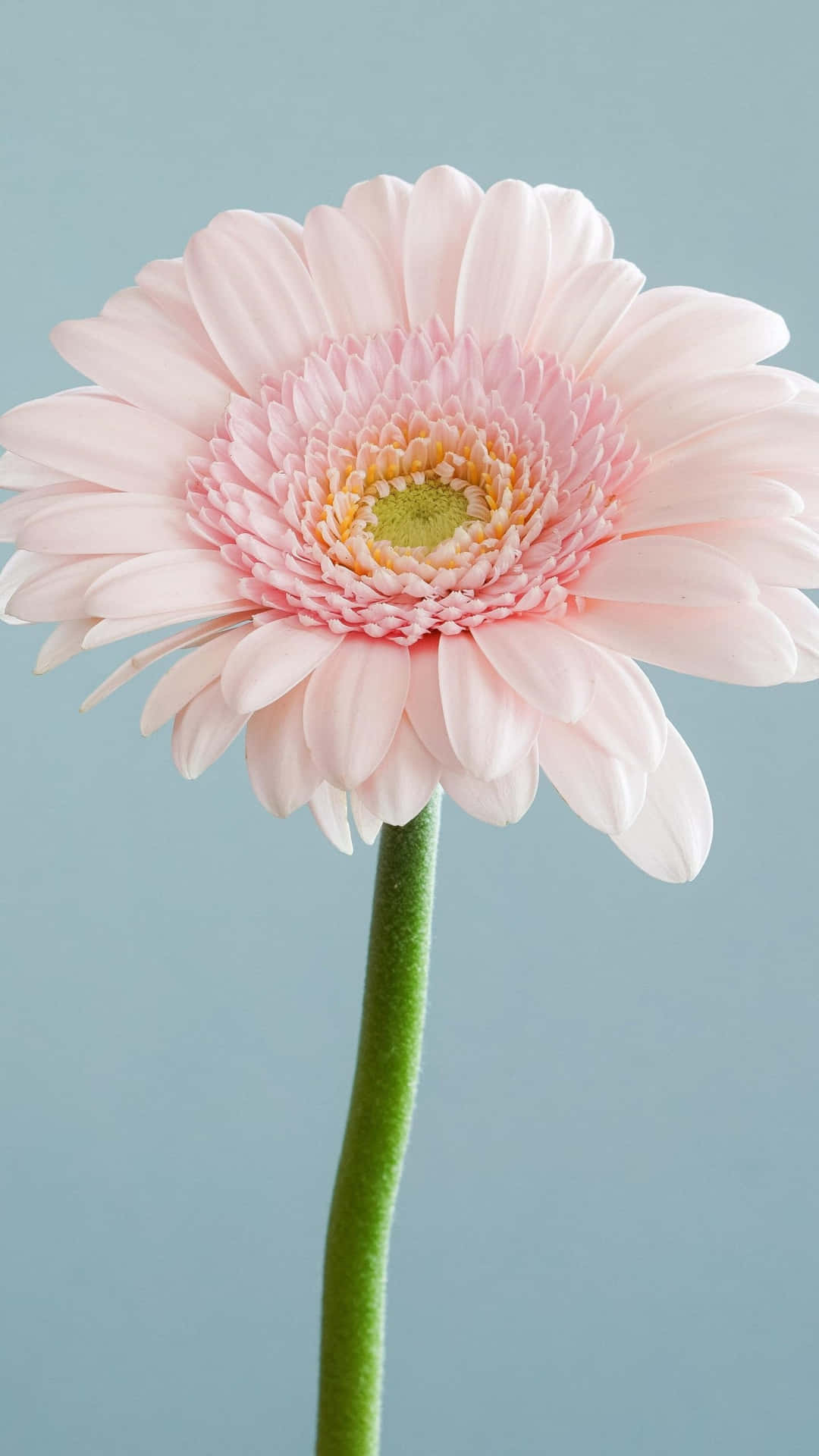 Light Pink Gerbera Android Daisy Background